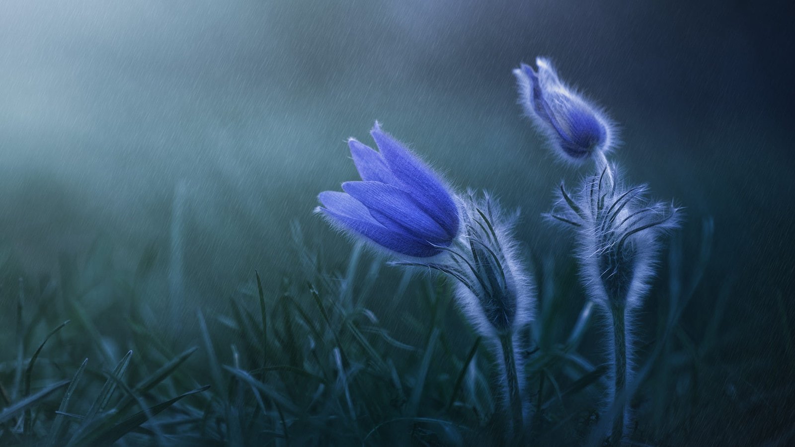Обои цветы, весна, дождь, синие, прострел, flowers, spring, rain, blue, cross разрешение 2000x1334 Загрузить