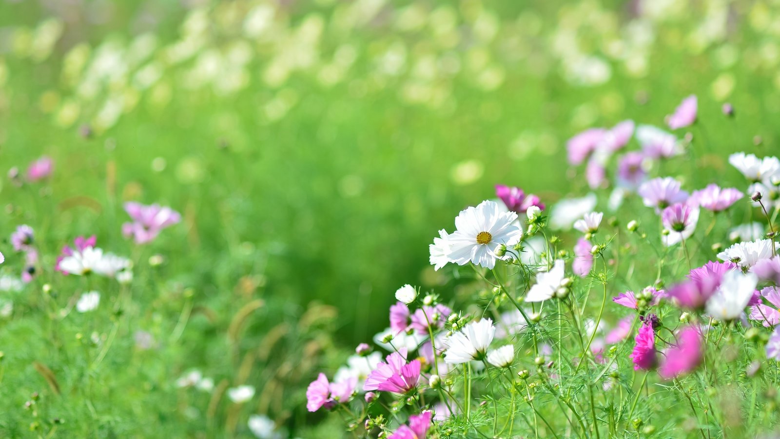 Обои цветы, космея, зелень, поле, лето, поляна, розовые, белые, боке, flowers, kosmeya, greens, field, summer, glade, pink, white, bokeh разрешение 4928x3280 Загрузить