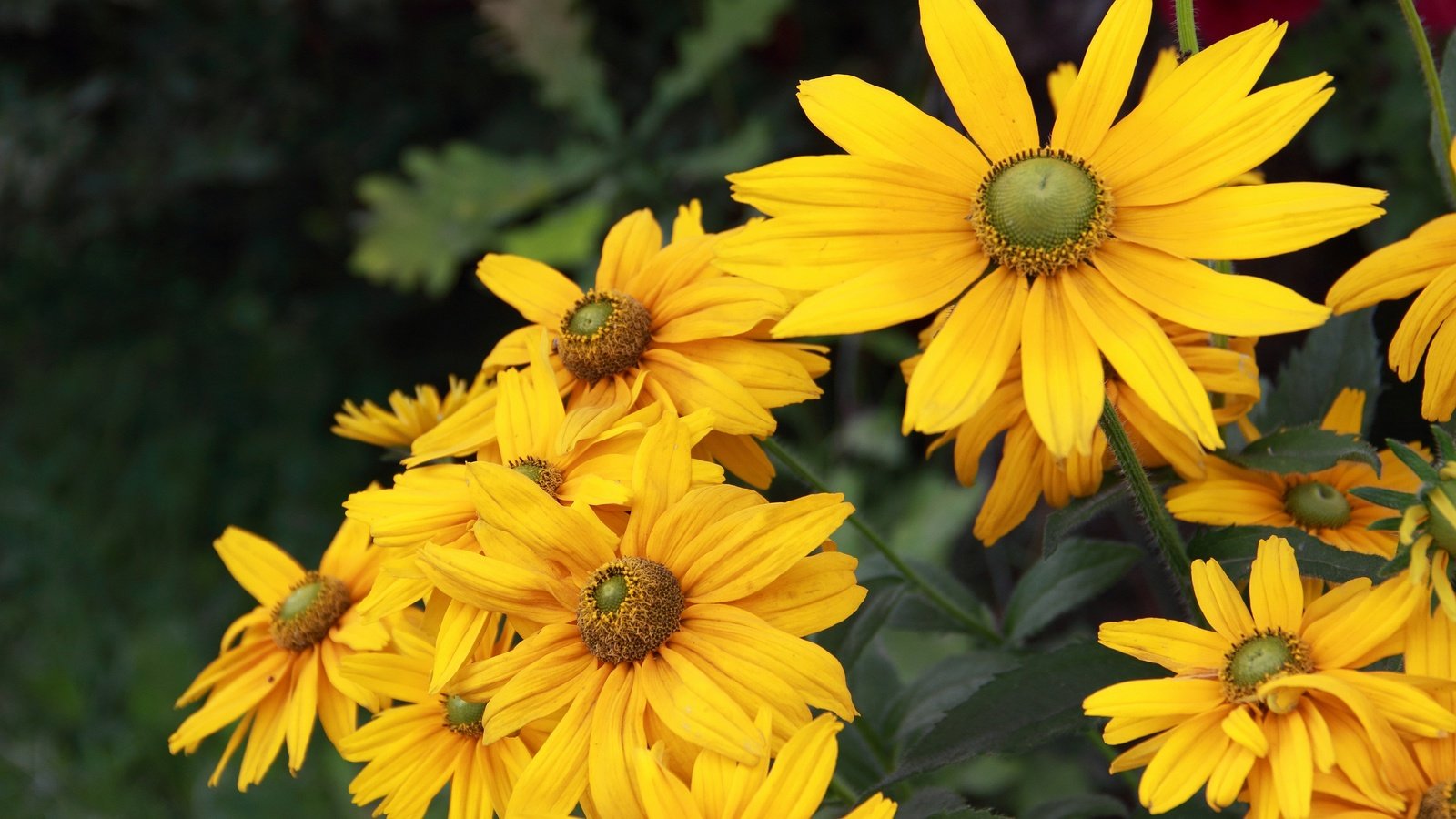 Обои цветы, желтые, рудбекия, flowers, yellow, rudbeckia разрешение 3840x2560 Загрузить