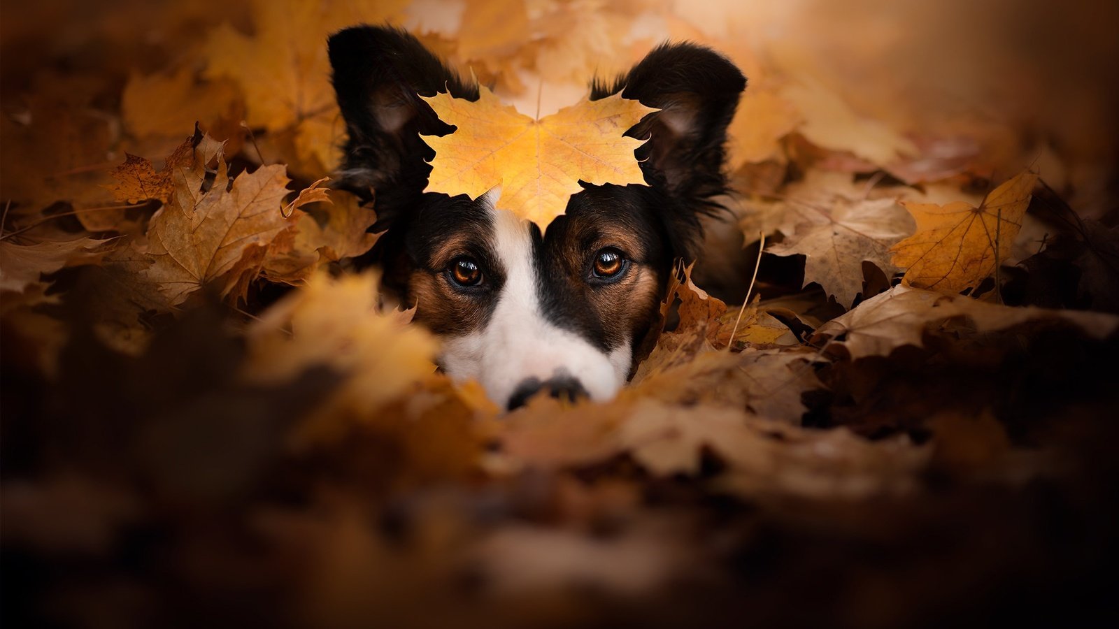 Обои морда, взгляд, осень, собака, листик, опавшие листья, face, look, autumn, dog, leaf, fallen leaves разрешение 2048x1363 Загрузить