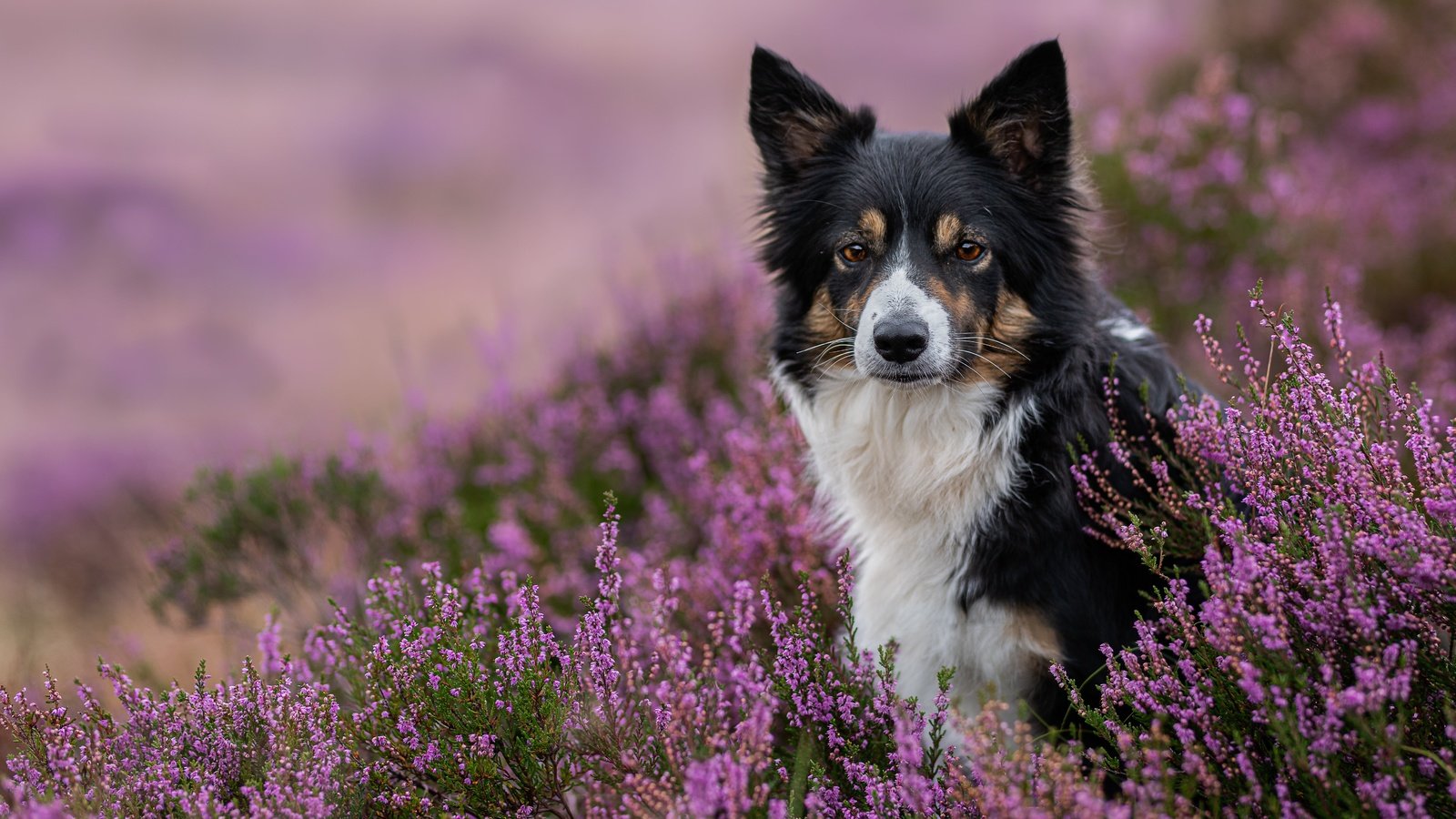 Обои морда, взгляд, собака, вереск, бордер-колли, face, look, dog, heather, the border collie разрешение 6144x4096 Загрузить