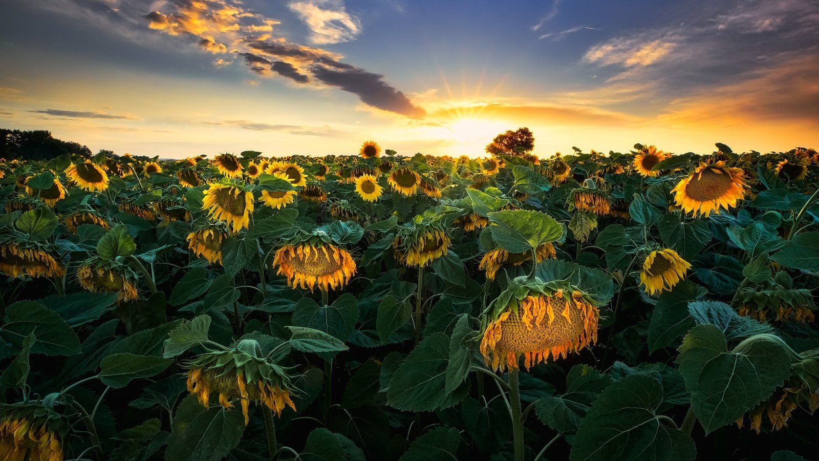 Обои закат, лето, подсолнухи, sunset, summer, sunflowers разрешение 1944x1268 Загрузить