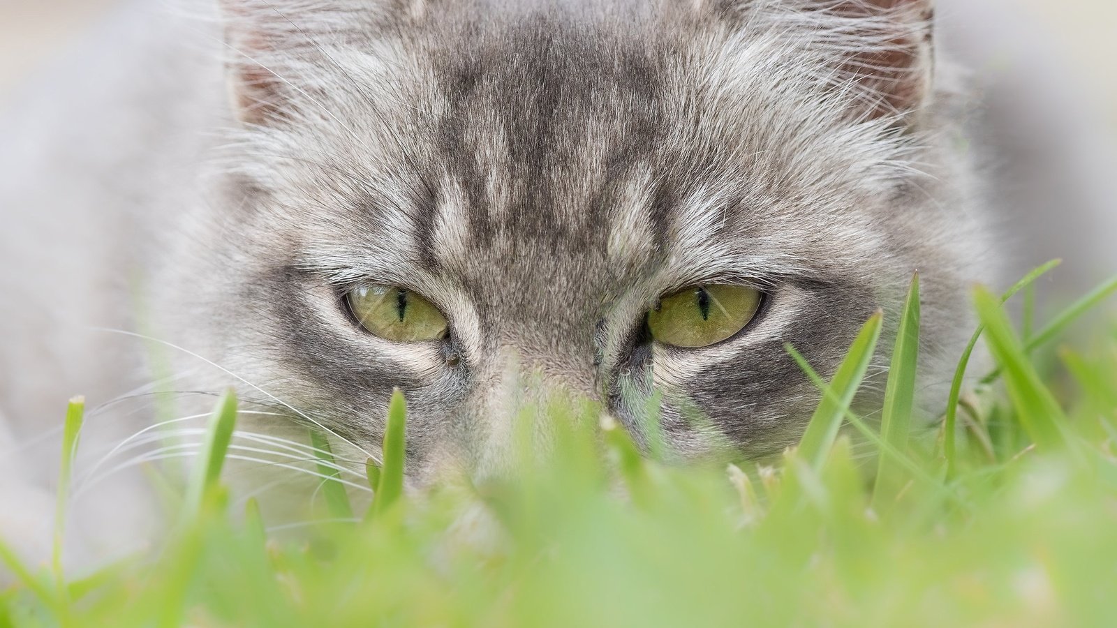 Обои глаза, трава, мордочка, кошка, взгляд, eyes, grass, muzzle, cat, look разрешение 2048x1365 Загрузить