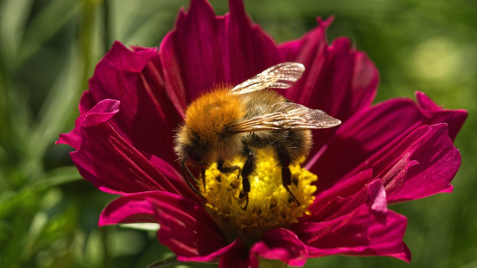 Обои макро, цветок, лето, пчела, macro, flower, summer, bee разрешение 6000x3368 Загрузить