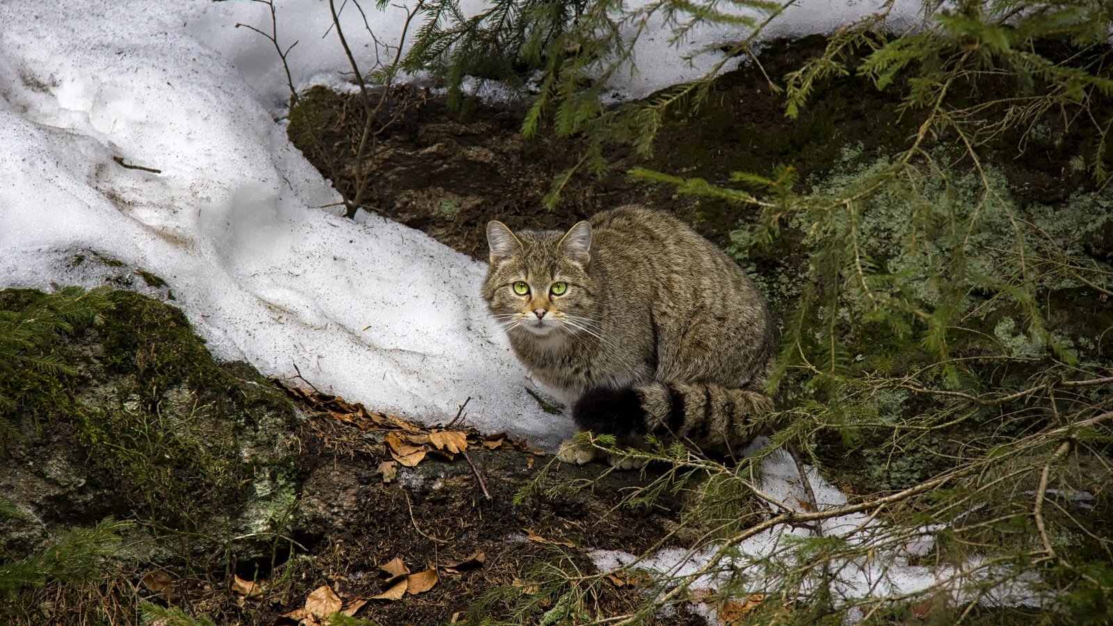 Обои морда, дикий кот, снег, лесной кот, листья, хвоя, зима, кот, ветки, кошка, взгляд, look, face, wild cat, snow, wildcat, leaves, needles, winter, cat, branches разрешение 2000x1333 Загрузить