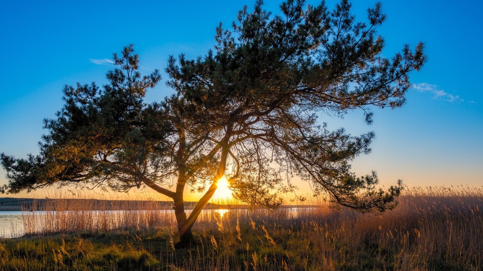 Обои озеро, дерево, закат, lake, tree, sunset разрешение 1920x1200 Загрузить