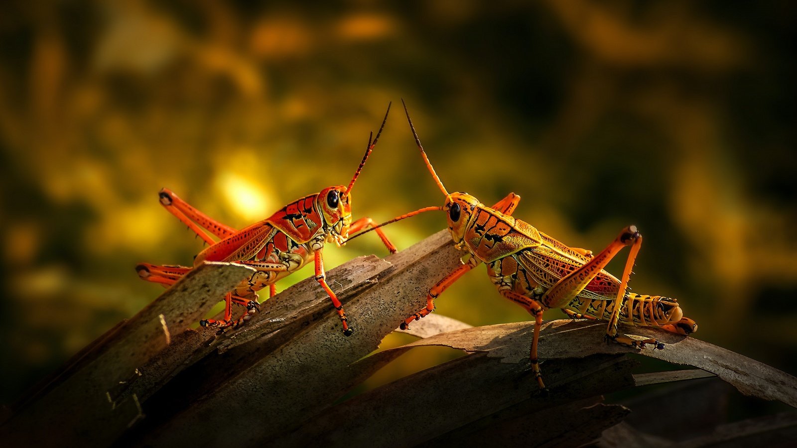 Обои свет, кора, кузнечик, боке, кузнечики, light, bark, grasshopper, bokeh, grasshoppers разрешение 2880x1620 Загрузить