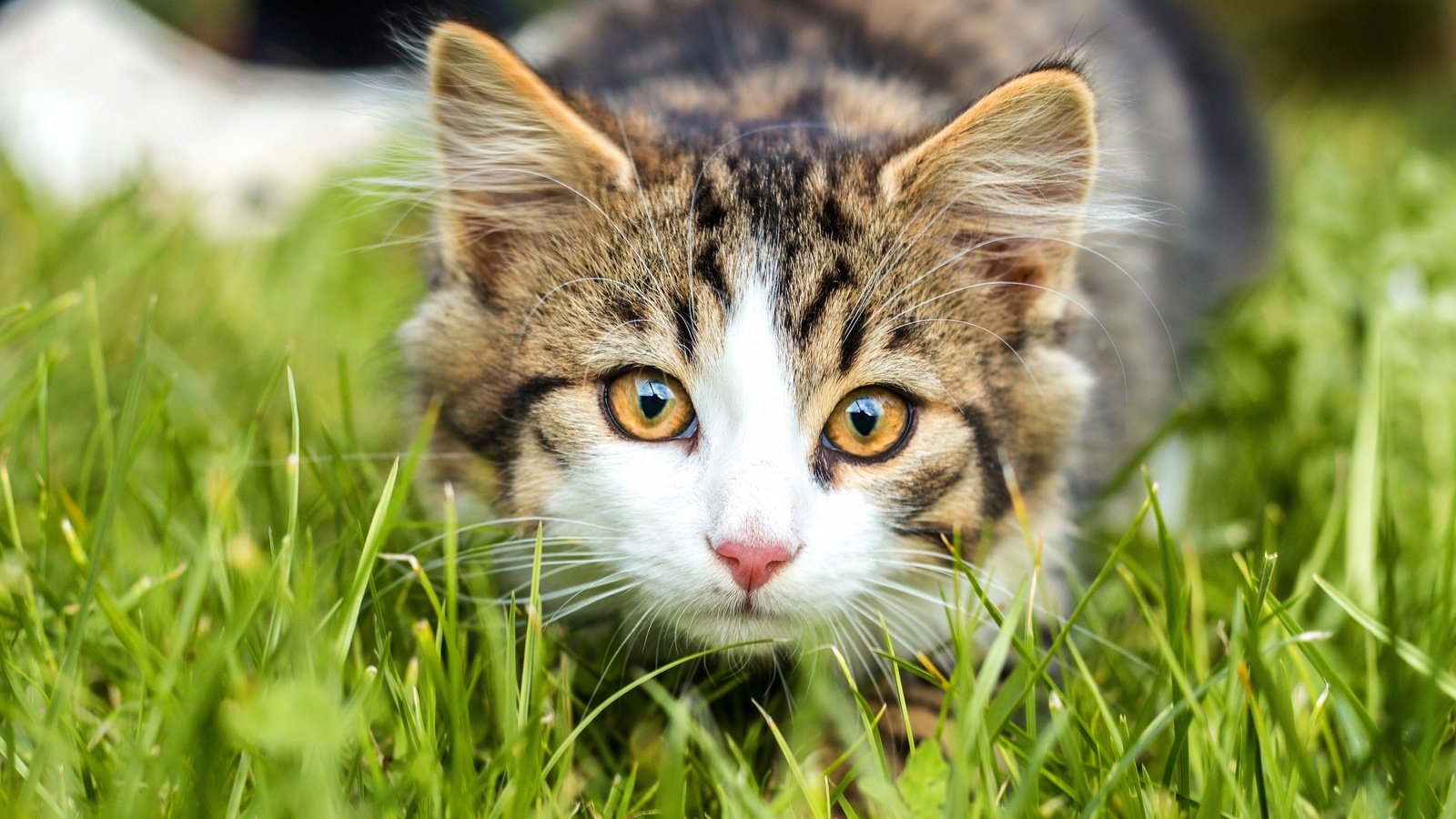 Обои трава, кошка, взгляд, котенок, мордашка, полосатый, боке, grass, cat, look, kitty, face, striped, bokeh разрешение 3840x2560 Загрузить