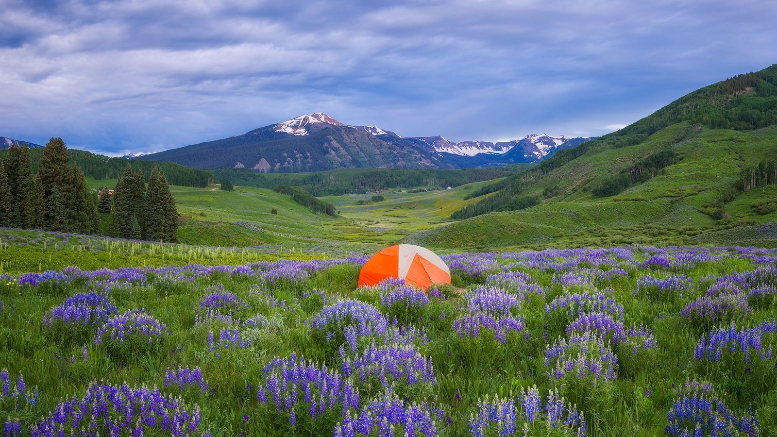 Обои цветы, луг, палатка, туризм, люпины, flowers, meadow, tent, tourism, lupins разрешение 2047x1286 Загрузить