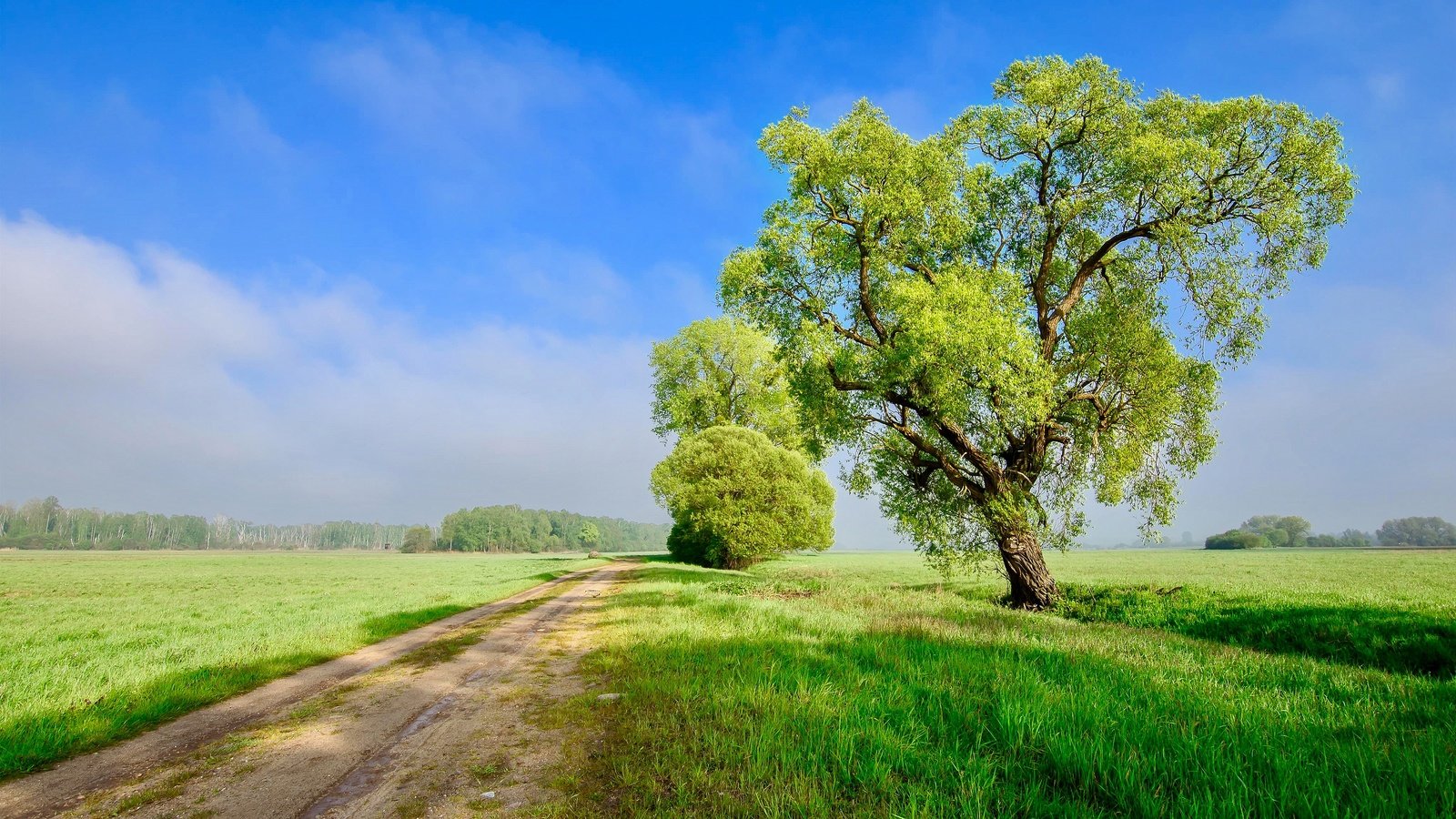 Обои небо, дорога, облака, дерево, поле, the sky, road, clouds, tree, field разрешение 3840x2160 Загрузить