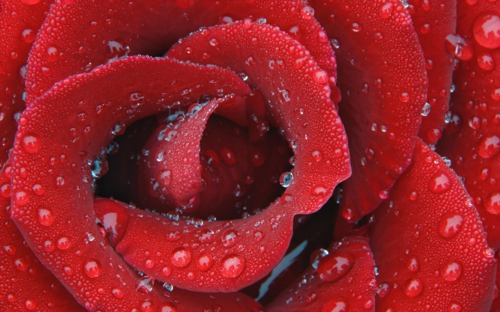 Обои капли, роза, лепестки, красный, drops, rose, petals, red разрешение 1920x1080 Загрузить