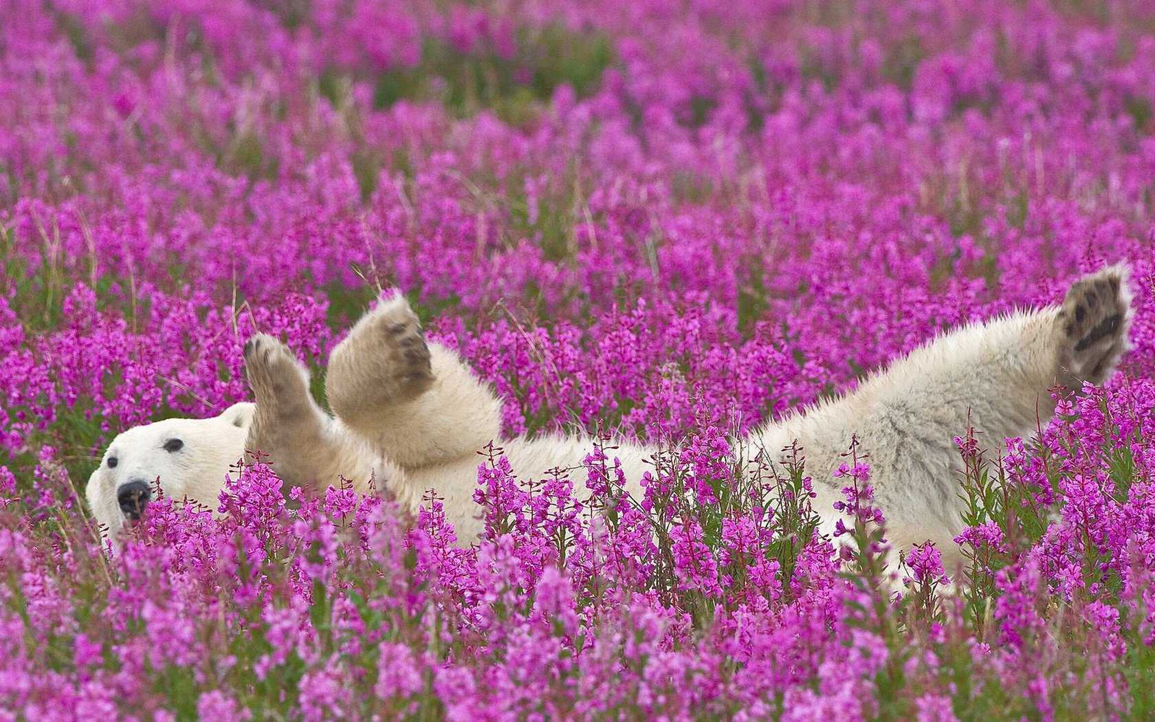 Обои цветы, полярный медведь, flowers, polar bear разрешение 1920x1200 Загрузить