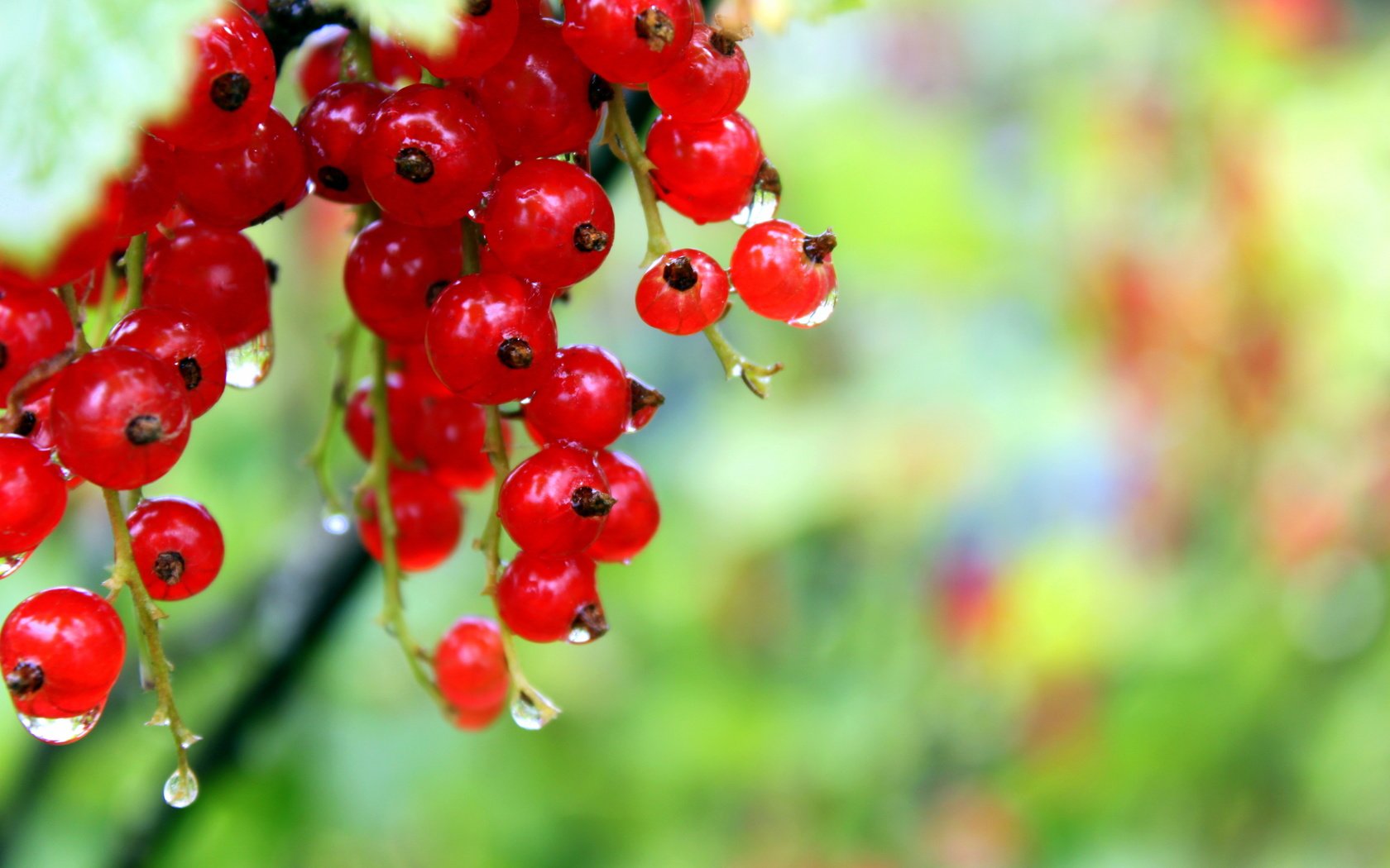 Обои капли, ягоды, красное, красная смородина, росса, смородина, drops, berries, red, red currant, ross, currants разрешение 4752x3168 Загрузить