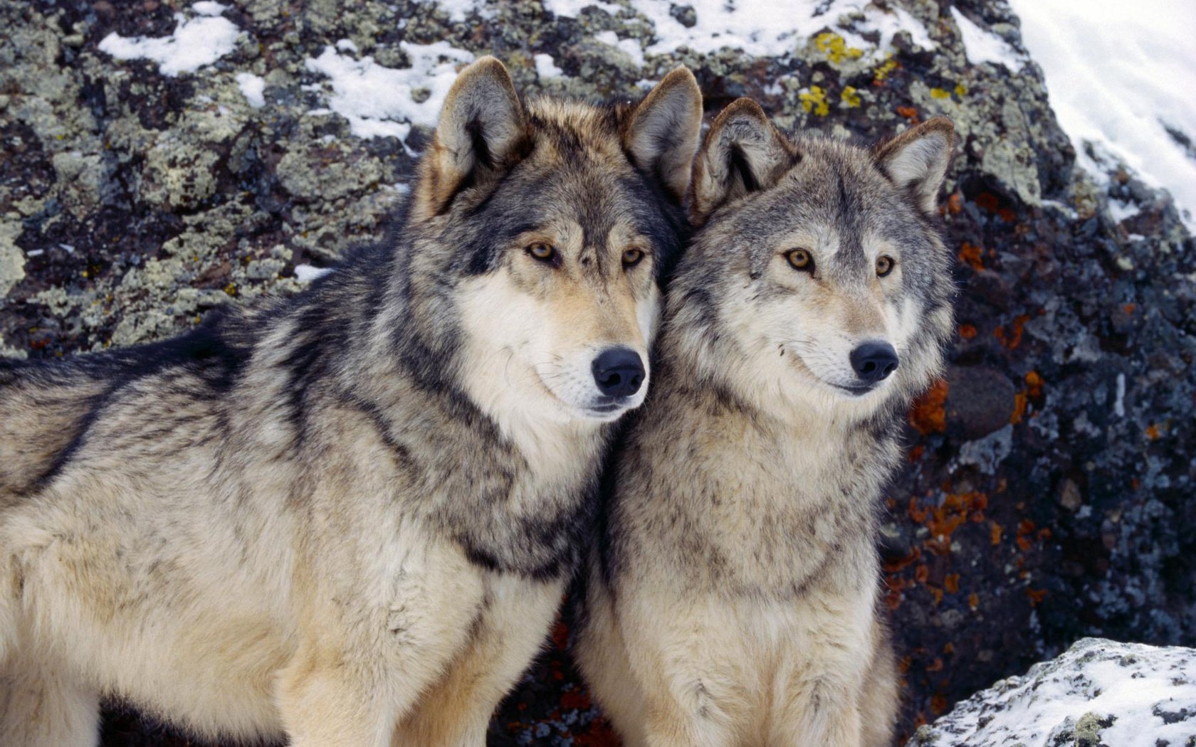 Обои зима, хищник, пара, волки, волк, winter, predator, pair, wolves, wolf разрешение 1920x1200 Загрузить