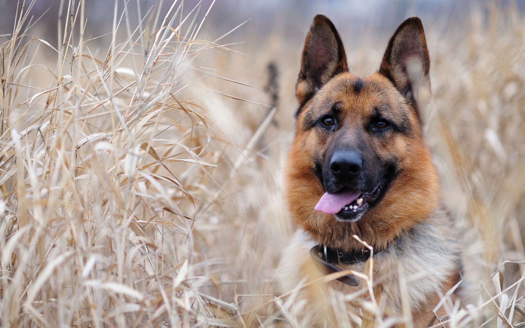 Обои морда, трава, уши, язык, немецкая овчарка, овчарка, face, grass, ears, language, german shepherd, shepherd разрешение 2560x1600 Загрузить