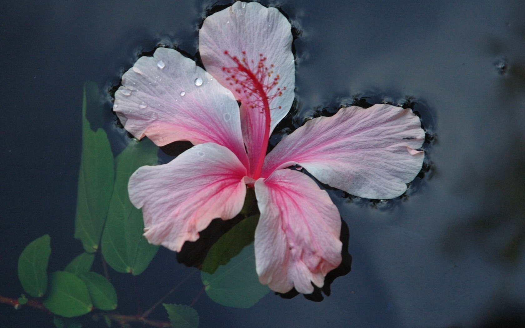 Обои вода, листья, цветок, water, leaves, flower разрешение 1920x1440 Загрузить