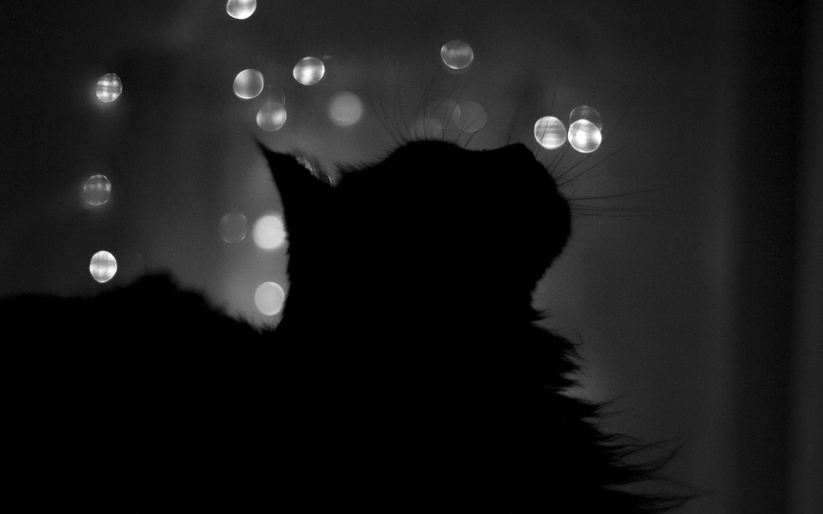 Обои ночь, кот, кошка, чёрно-белое, профиль, силуэт, окно, night, cat, black and white, profile, silhouette, window разрешение 1920x1200 Загрузить