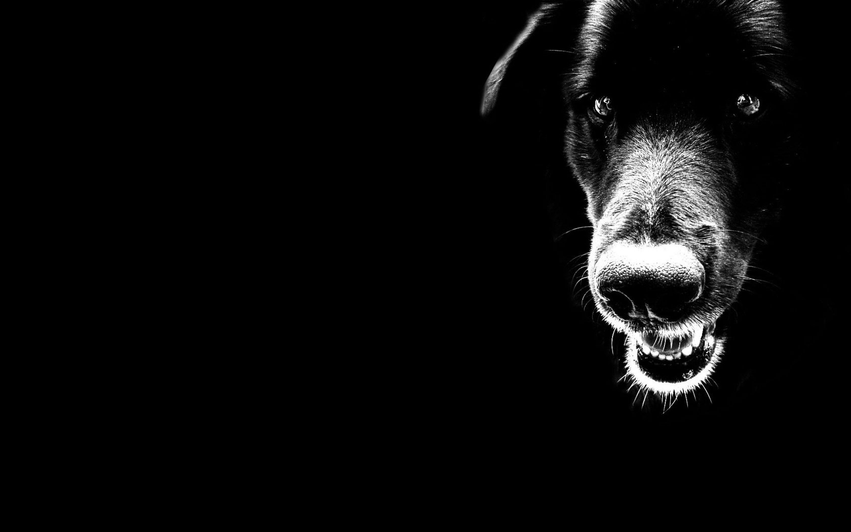 Обои чёрно-белое, черный, собака, минимализм, black and white, black, dog, minimalism разрешение 1920x1200 Загрузить