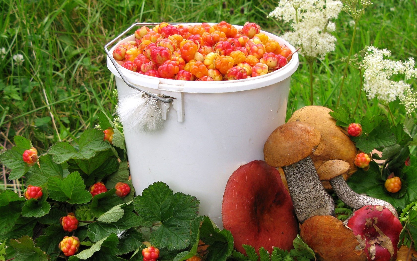 Обои лето, грибы, ягоды, урожай, морошка, подосиновик, сыроежки, summer, mushrooms, berries, harvest, cloudberry, boletus, russula разрешение 2560x1600 Загрузить