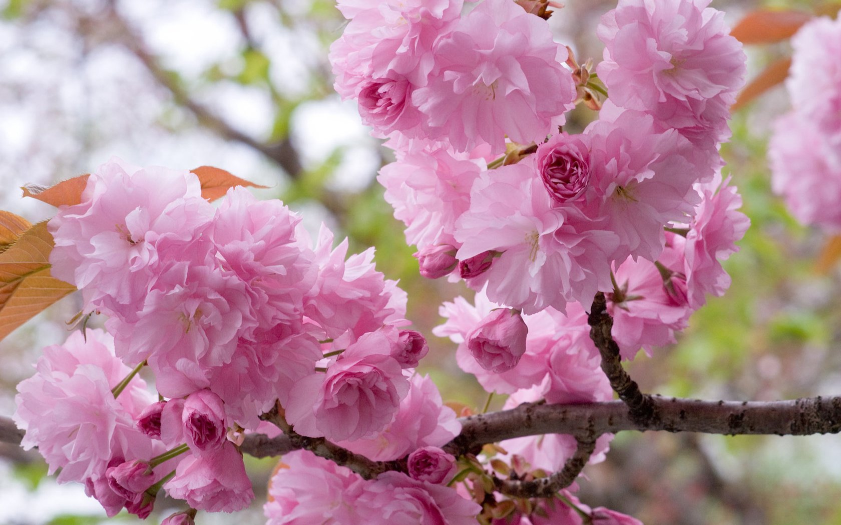 Обои цветение, ветки, весна, вишня, сакура, flowering, branches, spring, cherry, sakura разрешение 1920x1200 Загрузить