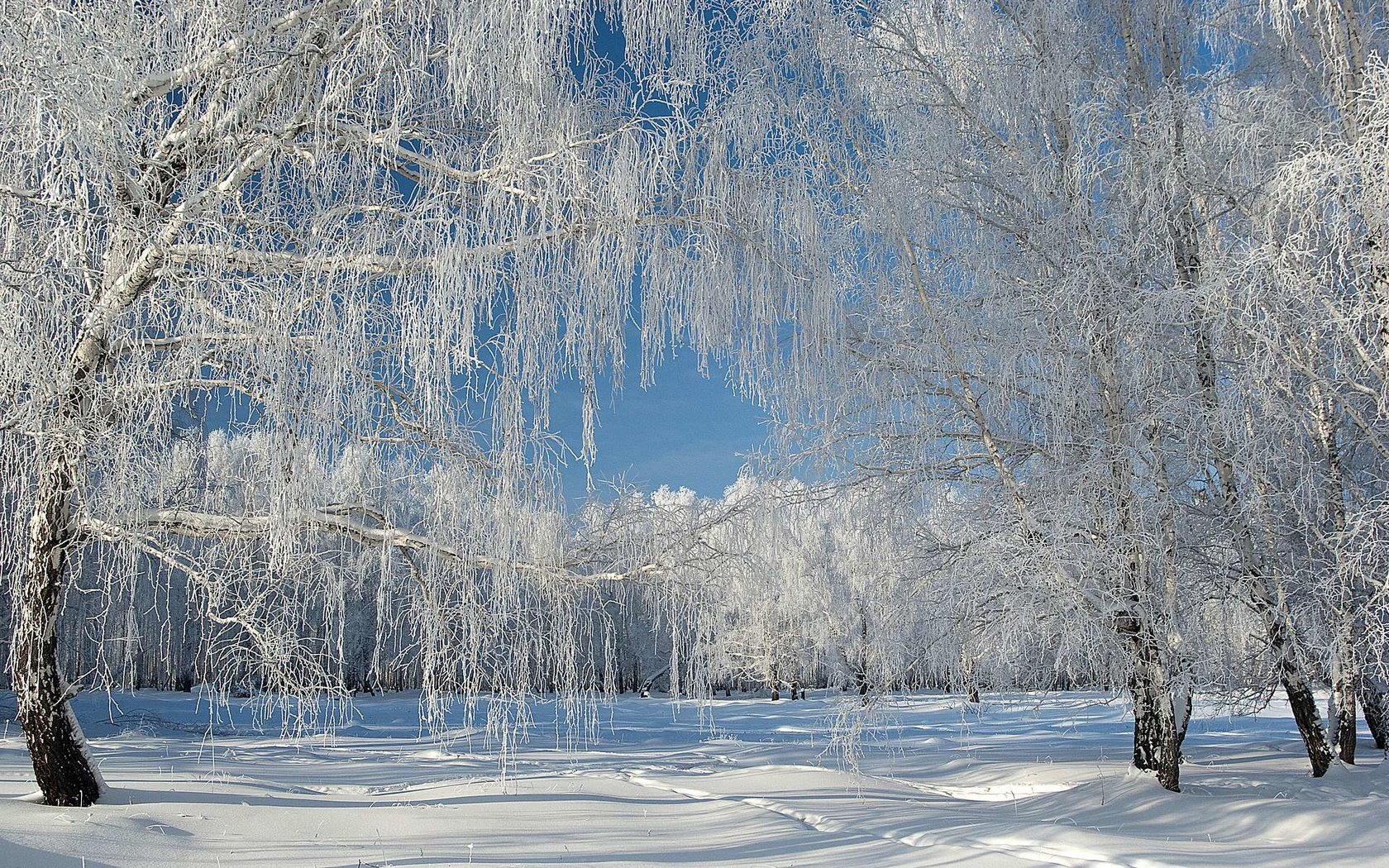 Обои снег, лес, зима, иней, snow, forest, winter, frost разрешение 1920x1200 Загрузить