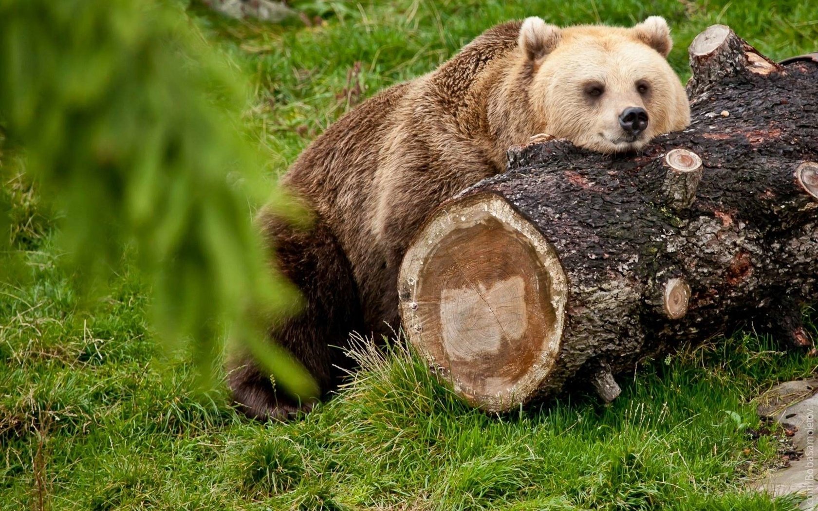 Обои трава, лес, медведь, отдых, бревно, grass, forest, bear, stay, log разрешение 1920x1200 Загрузить