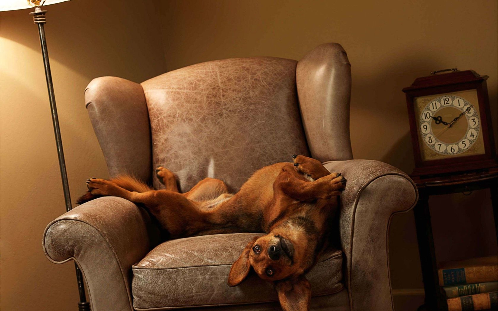 Обои собака, лежит, часы, кресло, игривая, dog, lies, watch, chair, playful разрешение 1920x1403 Загрузить