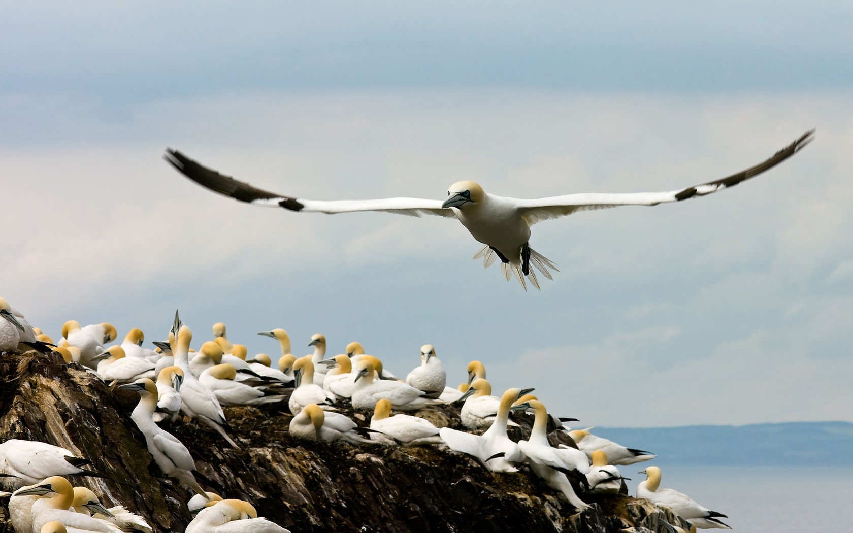 Обои крылья, птицы, чайки, бакланы, прибрежные, оперение., wings, birds, seagulls, cormorants, coastal, plumage. разрешение 1920x1200 Загрузить