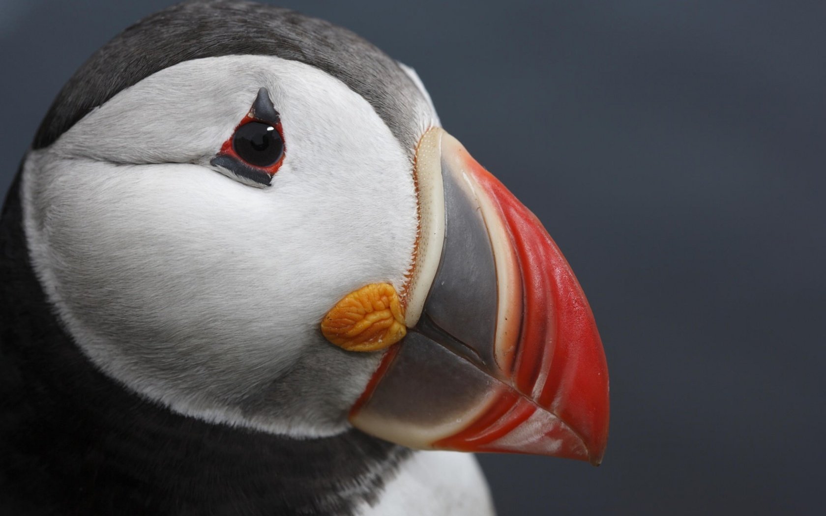 Обои макро, птица, клюв, тупик, голова, атлантический тупик, puffin, macro, bird, beak, stalled, head, atlantic puffin разрешение 1920x1200 Загрузить