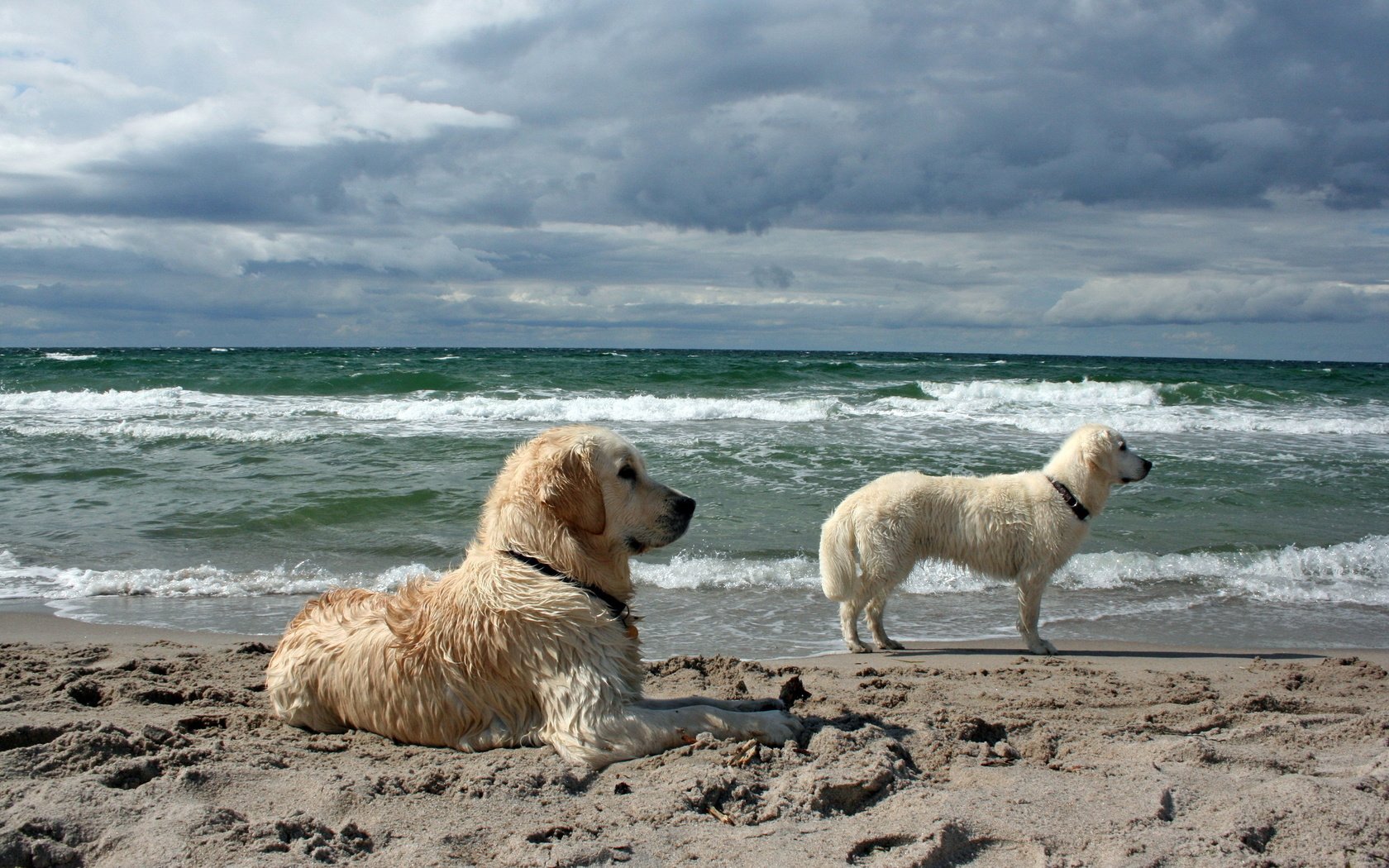 Обои море, песок, пляж, собаки, золотистые ретриверы, sea, sand, beach, dogs, golden retrievers разрешение 2560x1600 Загрузить