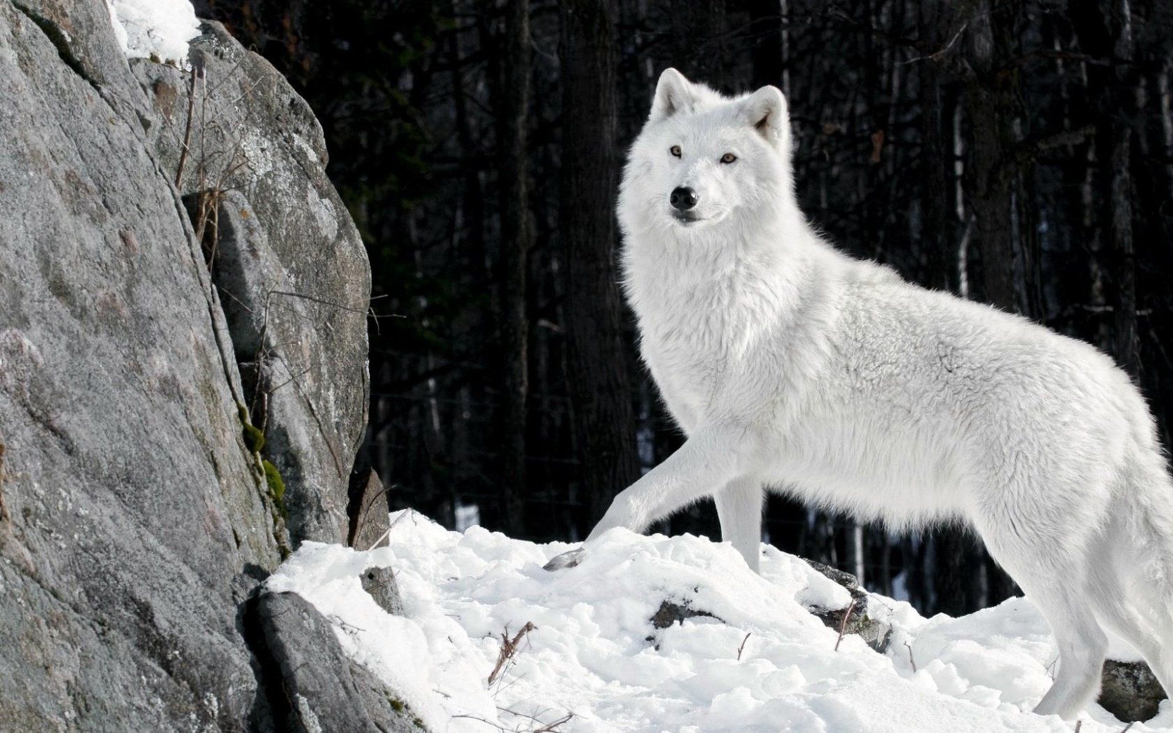 Обои снег, камни, зима, шерсть, белый, хищник, волк, snow, stones, winter, wool, white, predator, wolf разрешение 1920x1080 Загрузить