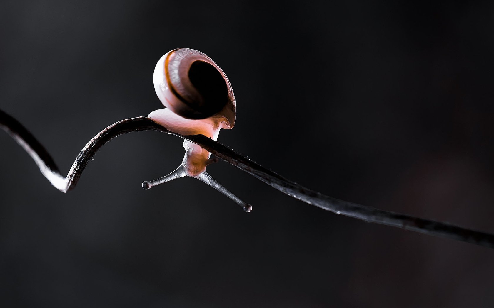 Обои свет, макро, черный фон, усики, стебель, лоза, улитка, витая, light, macro, black background, antennae, stem, vine, snail, twisted разрешение 2048x1366 Загрузить