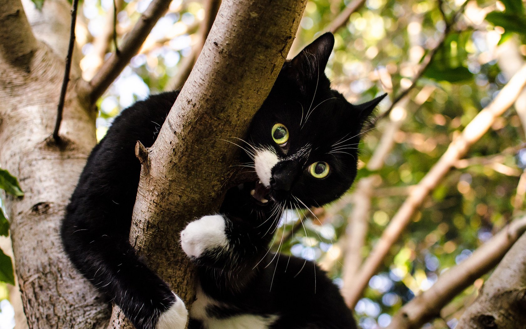 Обои дерево, кот, кошка, взгляд, зубы, чёрно-белый, tree, cat, look, teeth, black and white разрешение 2048x1356 Загрузить