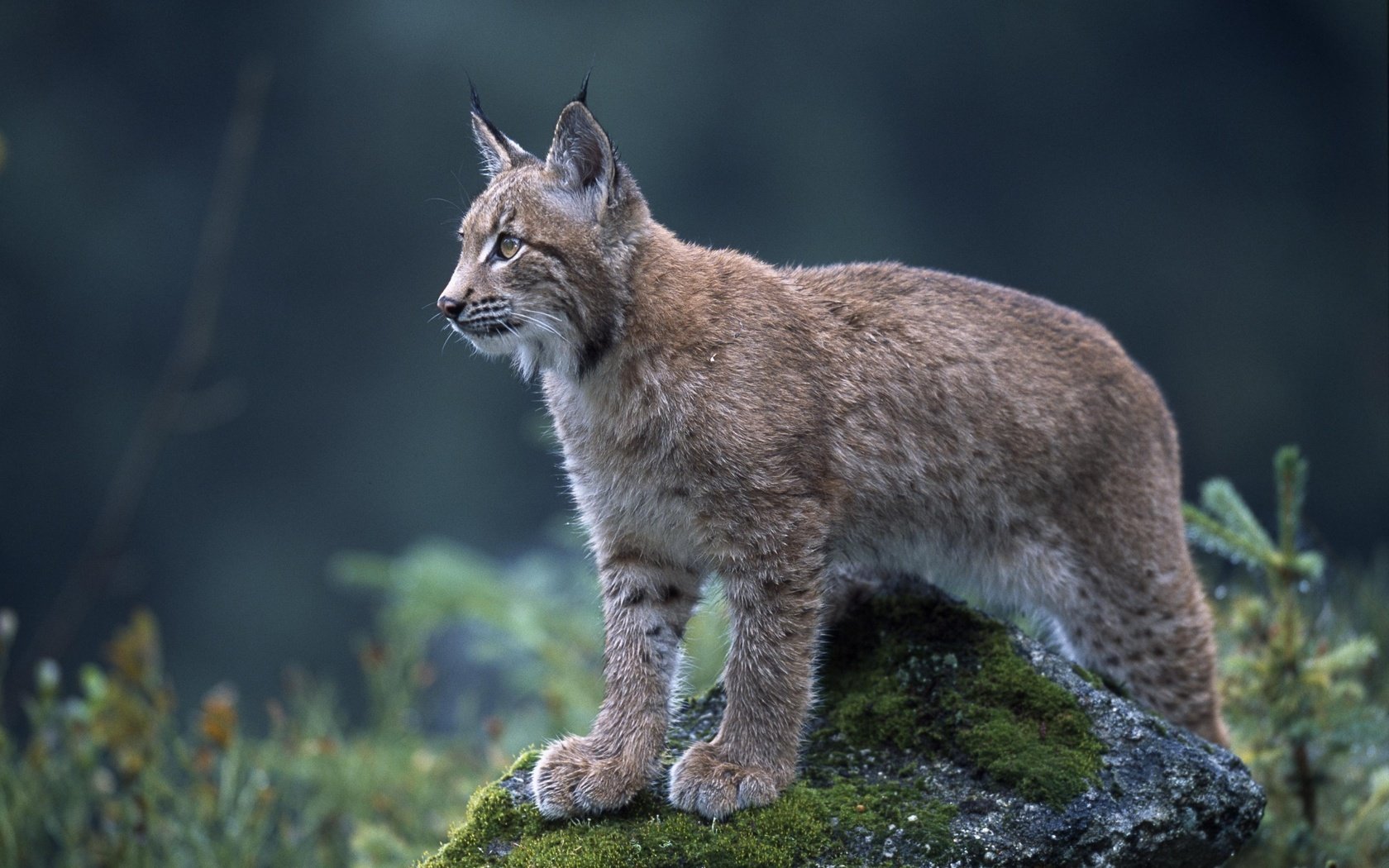 Обои природа, рысь, взгляд, ушки, дикая кошка, nature, lynx, look, ears, wild cat разрешение 2560x1703 Загрузить