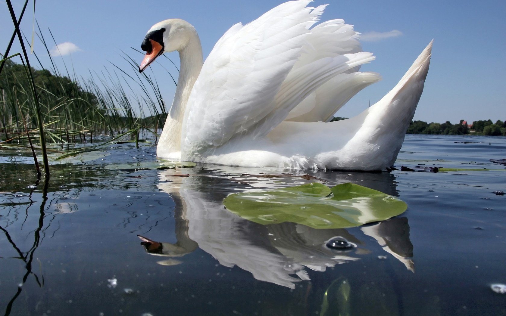 Обои вода, отражение, белый, птицы, лебедь, шипун, water, reflection, white, birds, swan, mute разрешение 2048x1365 Загрузить