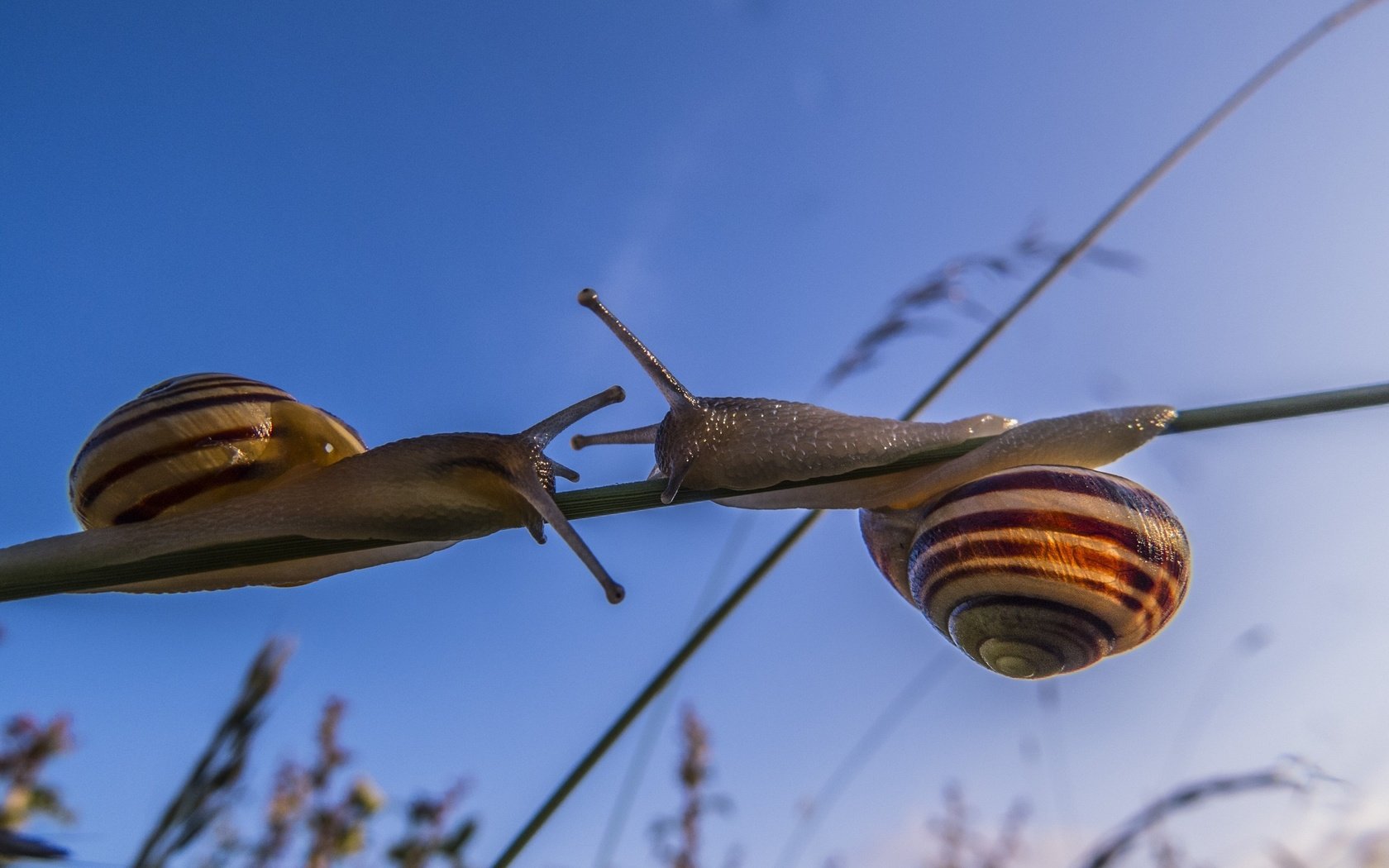 Обои макро, улитки, травинка, сближение, macro, snails, a blade of grass, convergence разрешение 2560x1920 Загрузить