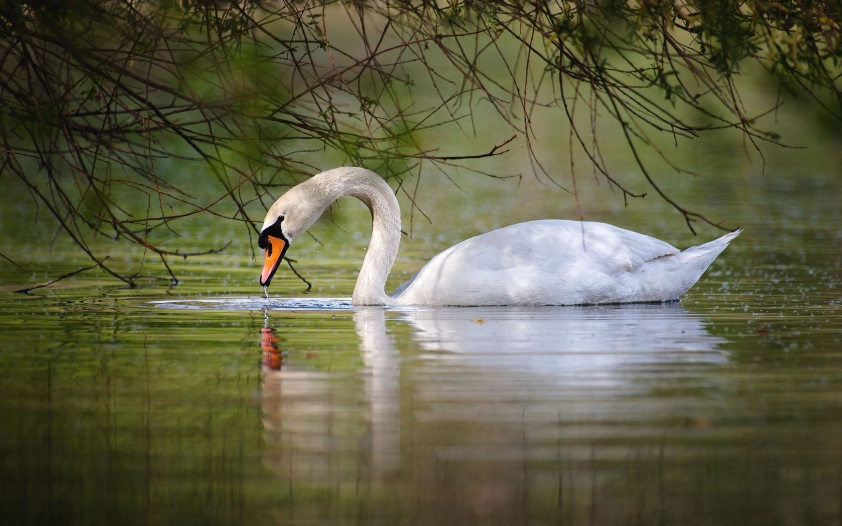 Обои вода, озеро, белый, птицы, лебедь, грация, шипун, water, lake, white, birds, swan, grace, mute разрешение 2048x1365 Загрузить