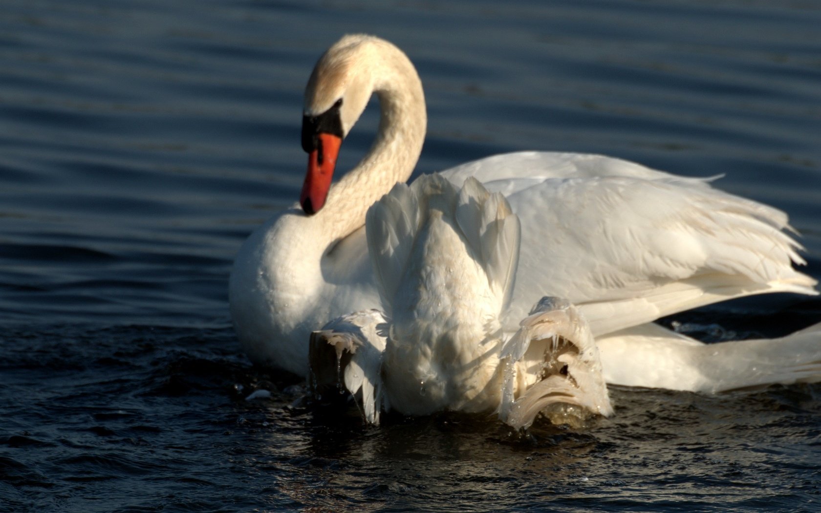 Обои вода, крылья, белый, птицы, лебедь, water, wings, white, birds, swan разрешение 2592x1725 Загрузить