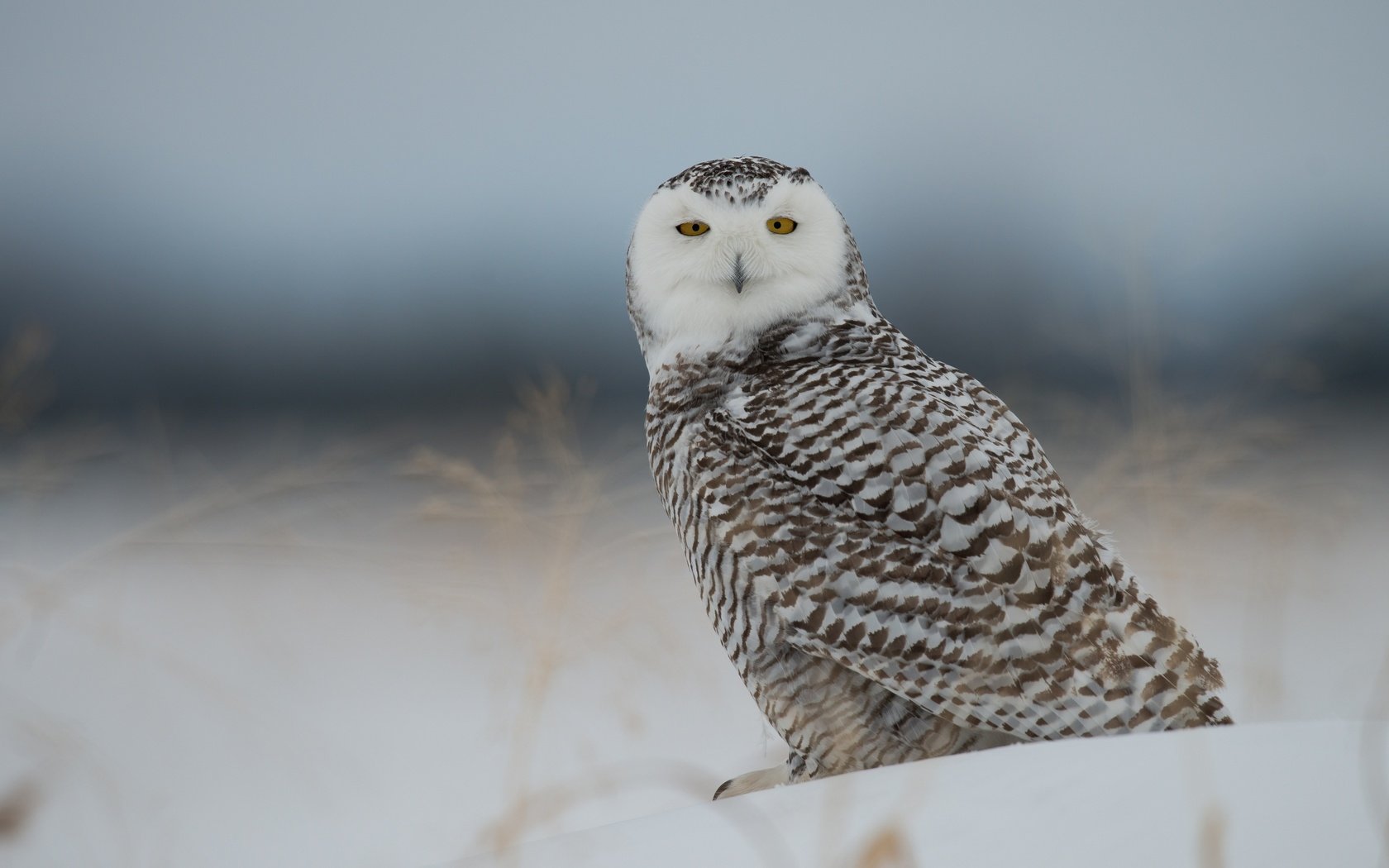 Обои сова, снег, птица, полярная сова, белая сова, owl, snow, bird, snowy owl, white owl разрешение 2560x1600 Загрузить