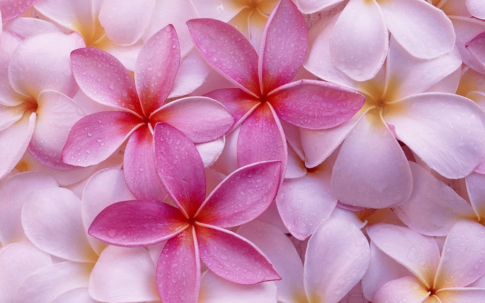 Обои цветы, макро, розовая, плюмерия, flowers, macro, pink, plumeria разрешение 1920x1200 Загрузить