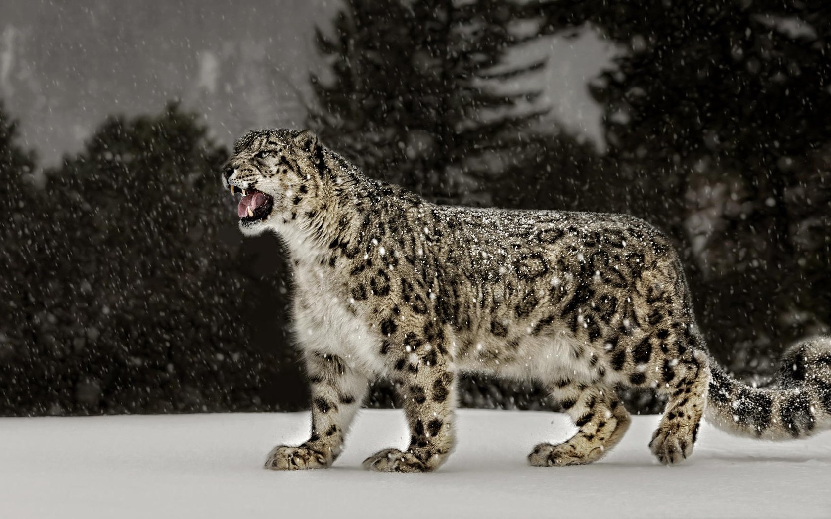 Обои снег, природа, ирбис, снежный леопард, snow, nature, irbis, snow leopard разрешение 2048x1101 Загрузить