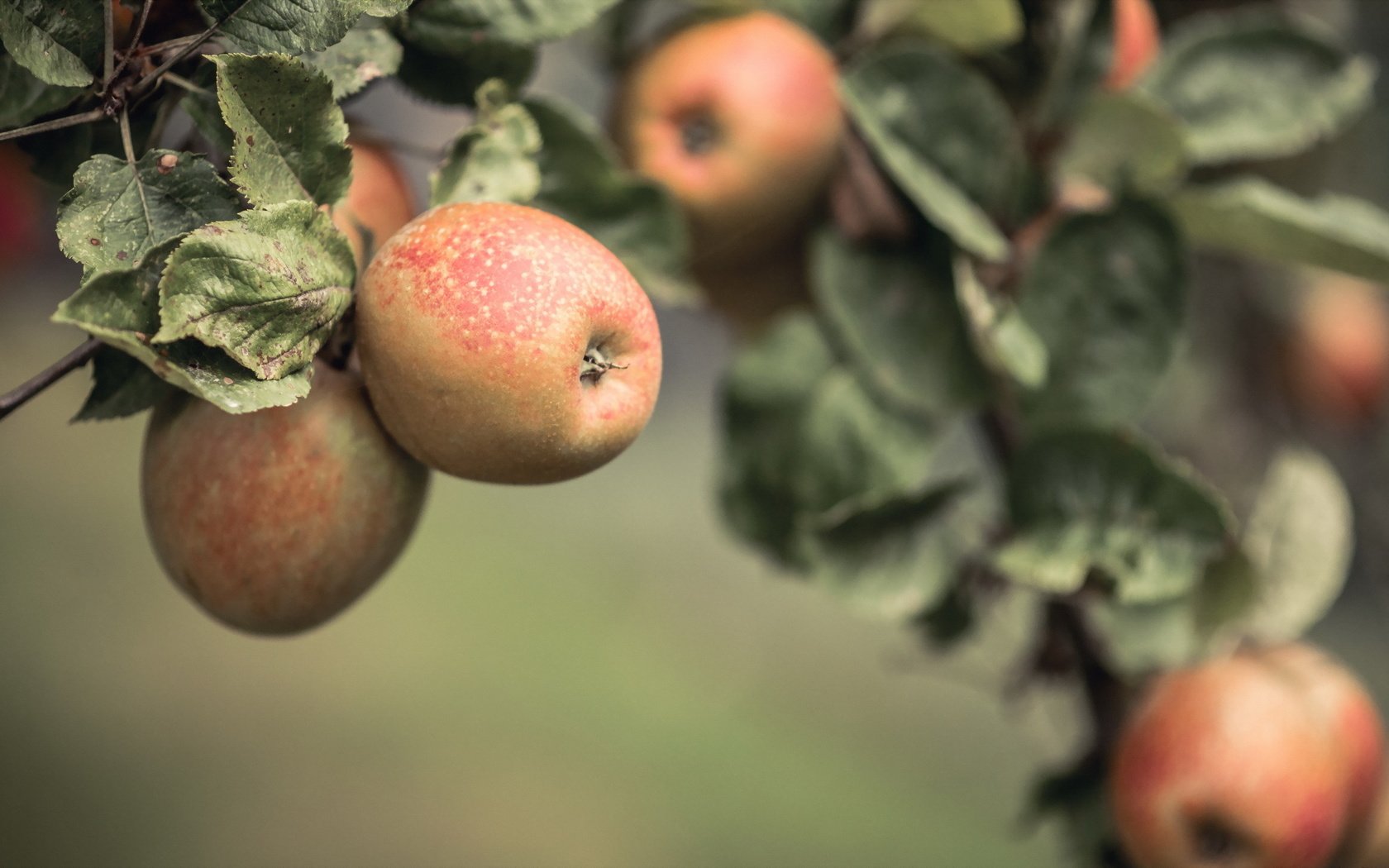 Обои природа, фрукты, яблоки, nature, fruit, apples разрешение 2048x1218 Загрузить
