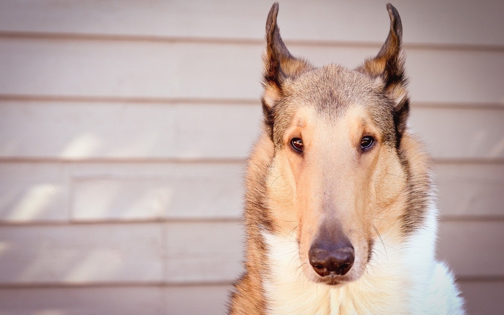 Обои взгляд, собака, друг, колли, короткошерстная, look, dog, each, collie, shorthair разрешение 1920x1280 Загрузить