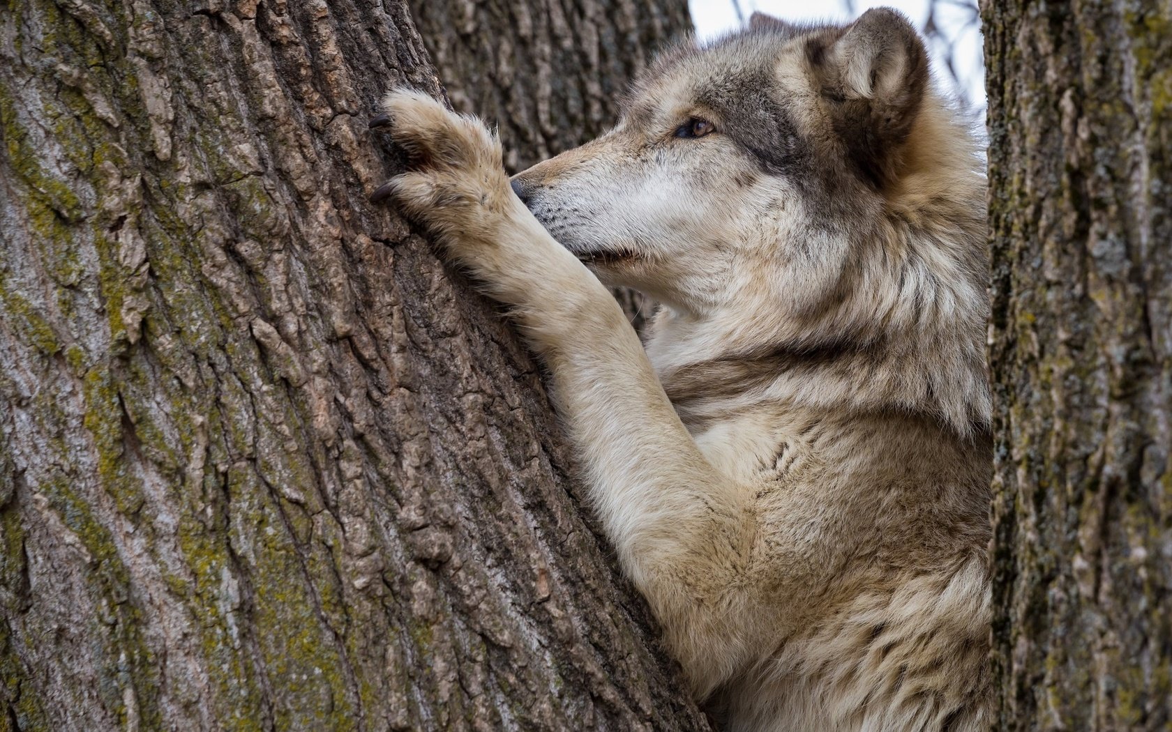 Обои морда, дерево, лапы, хищник, ствол, кора, волк, face, tree, paws, predator, trunk, bark, wolf разрешение 2048x1365 Загрузить