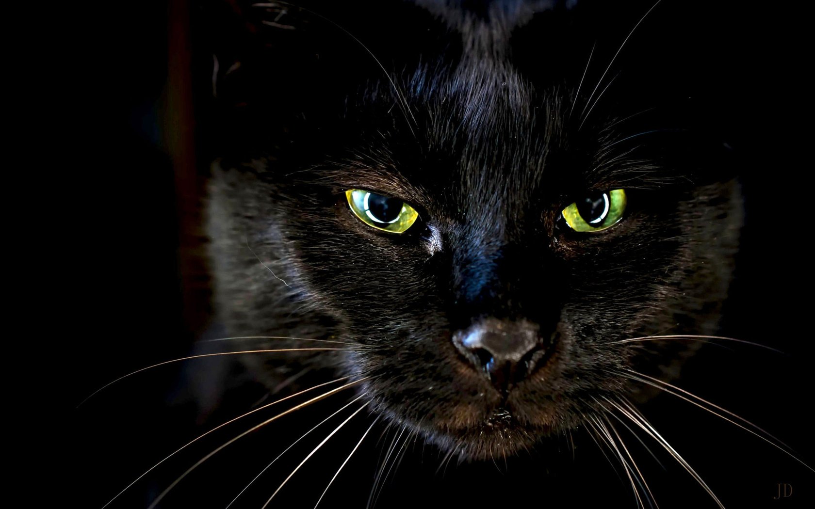 Обои глаза, кот, усы, кошка, черный, eyes, cat, mustache, black разрешение 2560x1600 Загрузить