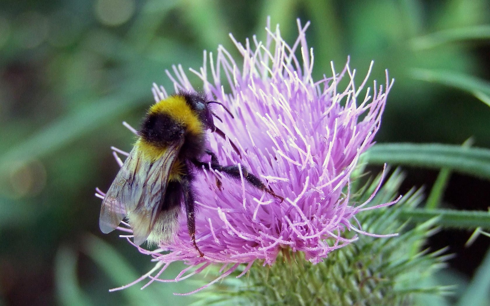 Обои макро, насекомое, цветок, пчела, шмель, macro, insect, flower, bee, bumblebee разрешение 2560x1600 Загрузить