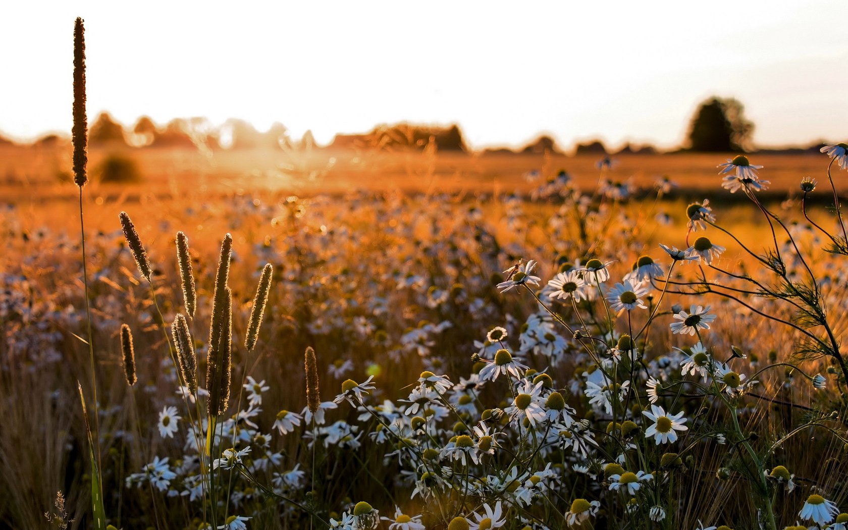 Обои цветы, поле, лето, ромашки, flowers, field, summer, chamomile разрешение 2560x1600 Загрузить