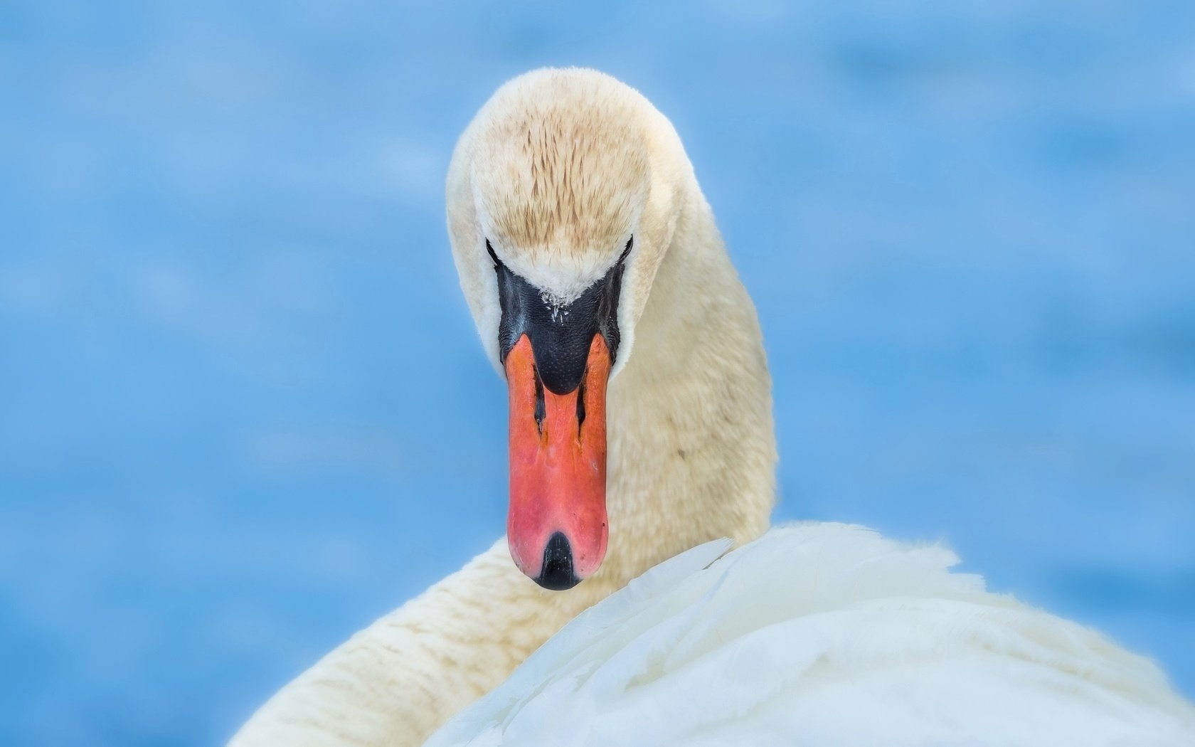 Обои белый, птица, клюв, лебедь, грация, white, bird, beak, swan, grace разрешение 2048x1280 Загрузить