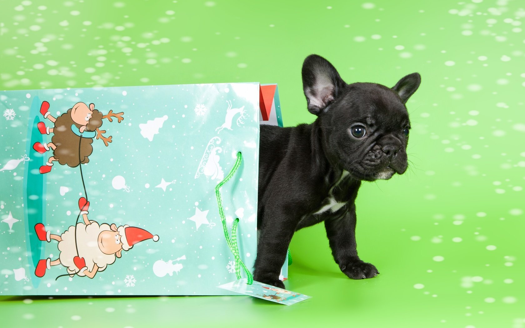 Обои щенок, малыш, пакет, французский бульдог, puppy, baby, package, french bulldog разрешение 3000x1946 Загрузить