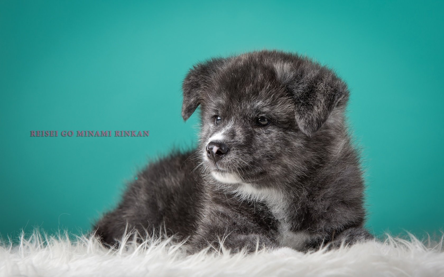 Обои серый, щенок, японская акита, grey, puppy, japanese akita разрешение 4000x2572 Загрузить